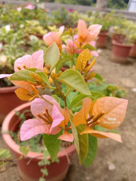 變色龍 頂上花藝