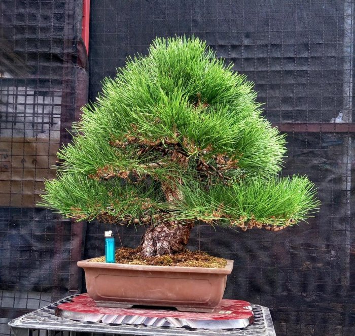 此盆已售出）精緻日本黑松～樹高含盆70cm 寬幅65cm 樹頭幹徑12公分～精