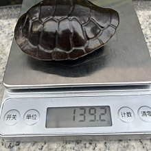 漢.和田玉富甲天下龜殼手把件整體呈龜殼形龜甲紋路清晰底部刻“富甲天下