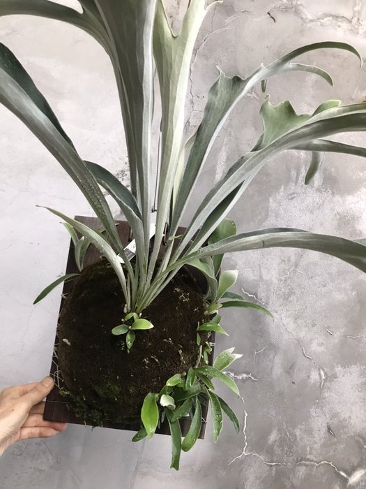 P.Veitchii 'Auburn ' HP#3　はっぱさん P.Veitchii ´Auburn River´ HP#3 はっぱさん