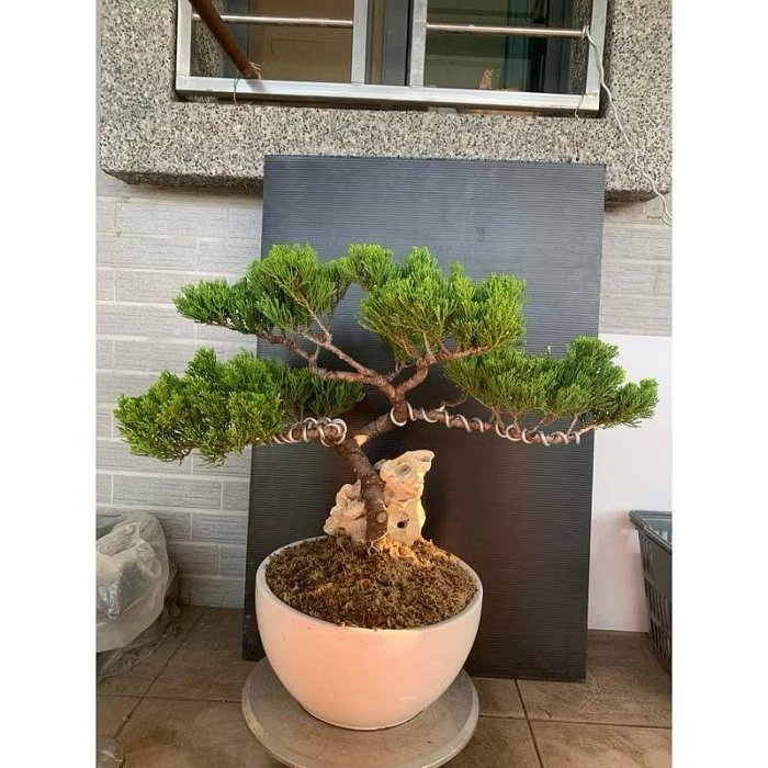 中品真柏盆栽 8-2