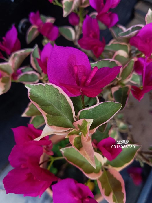 藍海豚 頂上花藝