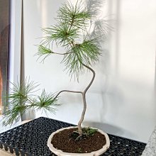 五葉松盆栽-人氣排行2025年11月| Yahoo拍賣