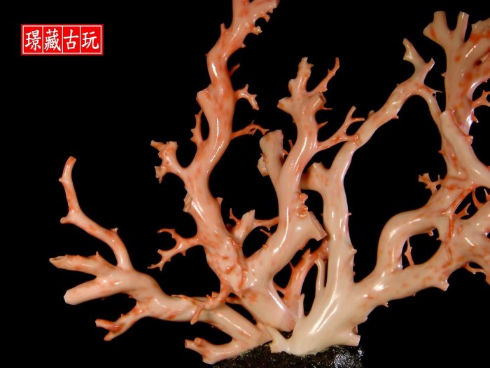 ﹦≡｜璟藏古玩｜天然深海粉紅大珊瑚樹擺件(枝最厚26mm) (保真海珊瑚