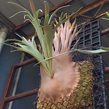 P.veitchii wild AUS 澳銀鹿角蕨| Yahoo拍賣