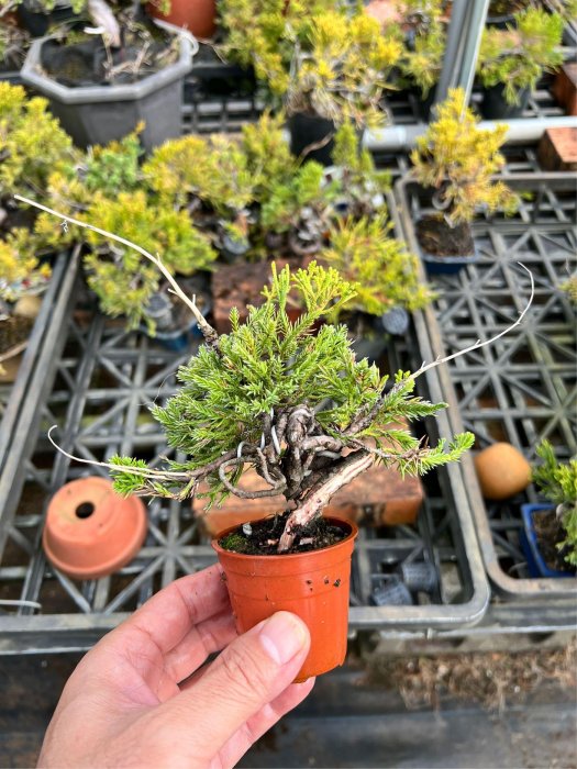 種樹趣]真柏小品-盆栽素材-雕塑造型(迷你盆栽)日本黑松豆盆參考M