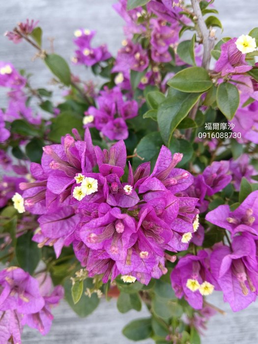 福爾摩沙 頂上花藝