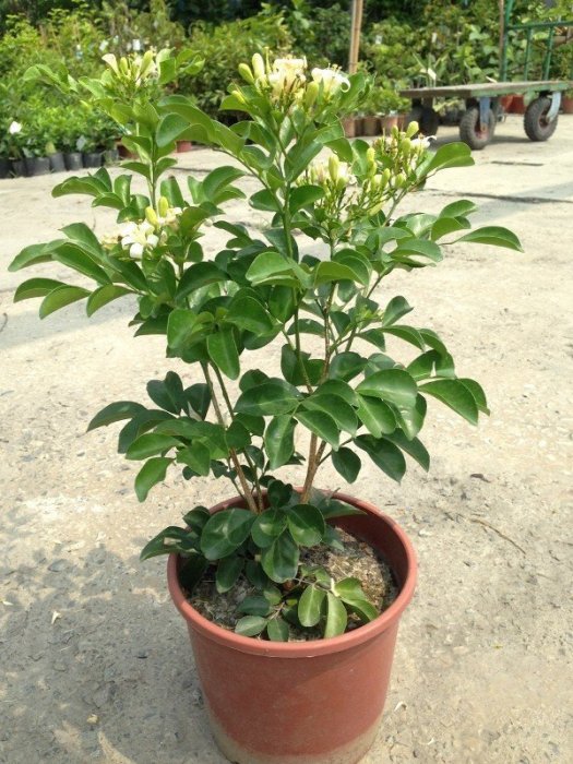 花花世界-綠籬植*大花七里香*- 月橘6吋盆/高20-35公分/ 強烈俘虜人心的