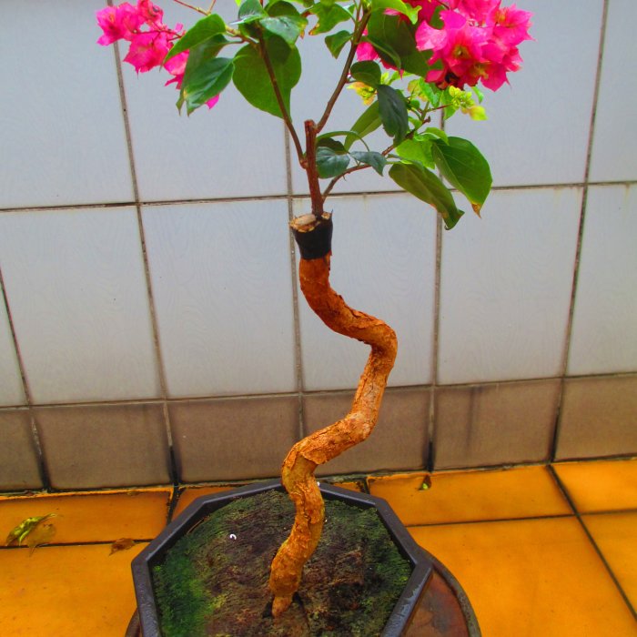 碧羅軒盆栽工作坊-- 九重葛推廣培植場--九重葛編號：1697 | Yahoo拍賣