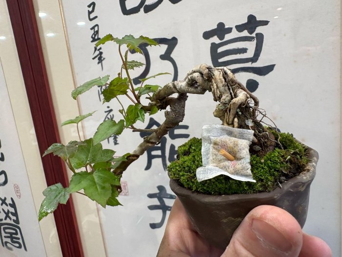 屬好種植三角楓樹品種之一老粗頭名叫做楓香樹
