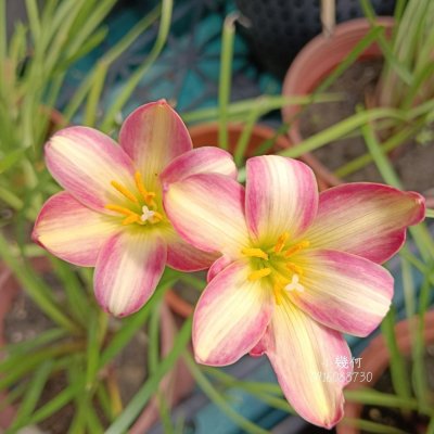 小幾合 頂上花藝