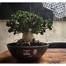 希望商店】NEIGHBORHOOD SRL.BOWL-M/P-PLANT POT 21SS 中型塊根盆器