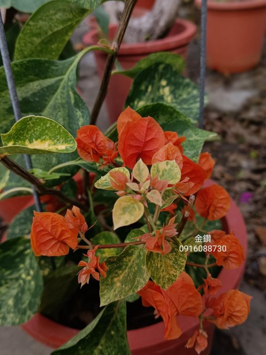 粉金鑽 頂上花藝