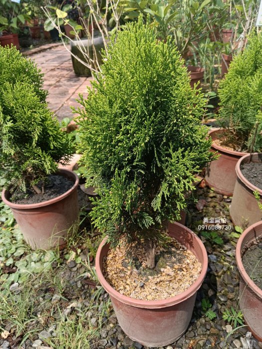 黃金扁柏 頂上花藝