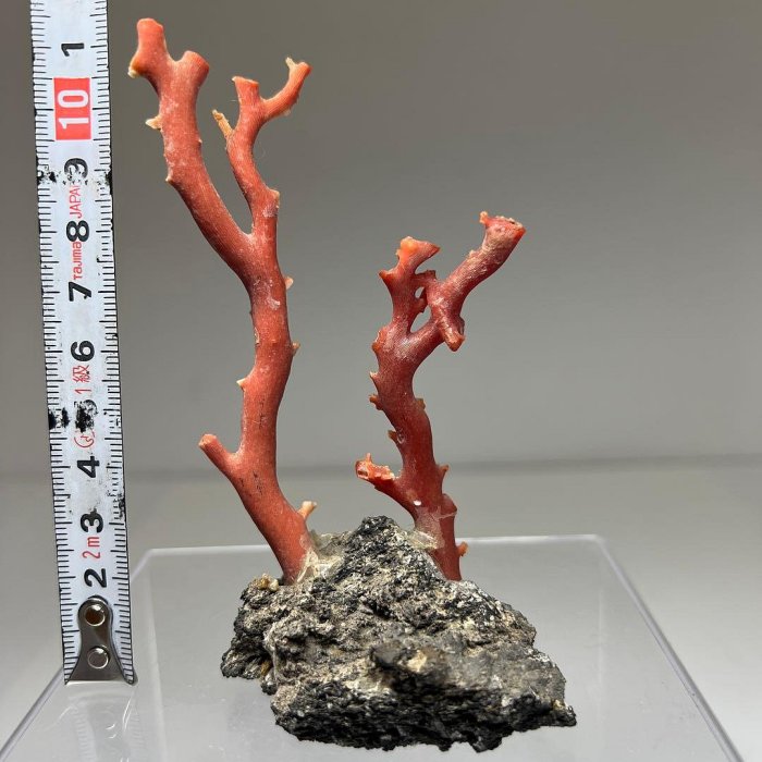 血赤珊瑚原木天然58g 高11公分| Yahoo拍賣