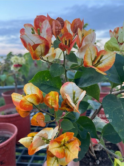 六宮粉黛 頂上花藝