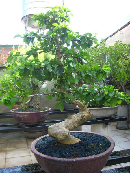 碧羅軒盆栽工作坊-- 九重葛推廣培植場刺榴編號：1244 | Yahoo拍賣