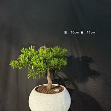 新芯晨花園/桃園三民店/羅漢松/陽台盆栽/風水上招財健康樹全尺寸現貨數