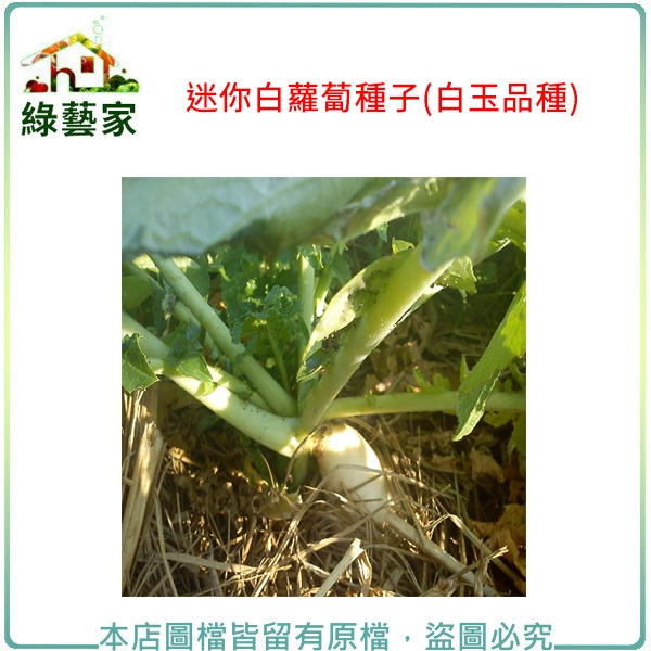 【綠藝家】C12.迷你白蘿蔔種子3.2克(約200顆)(白玉品種)