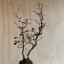 寒茱萸-優惠推薦2026年7月| Yahoo拍賣