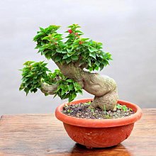 源藝***日本八房無刺九重葛~(2件以上免運費) | Yahoo拍賣