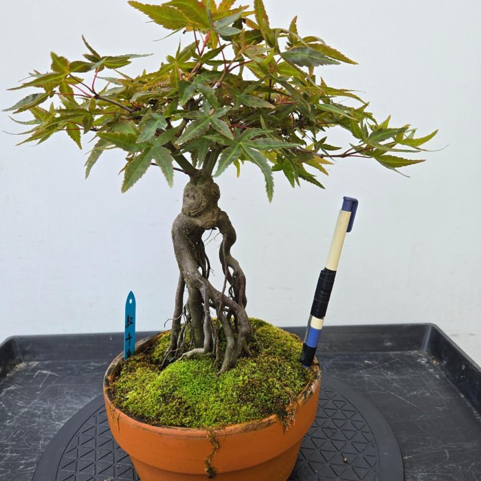 槭樹庭院】日本楓樹盆栽-紅千鳥| Yahoo拍賣