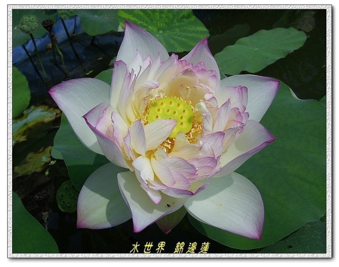 水世界蓮花~極品荷花【錦邊蓮】成熟種藕| Yahoo拍賣