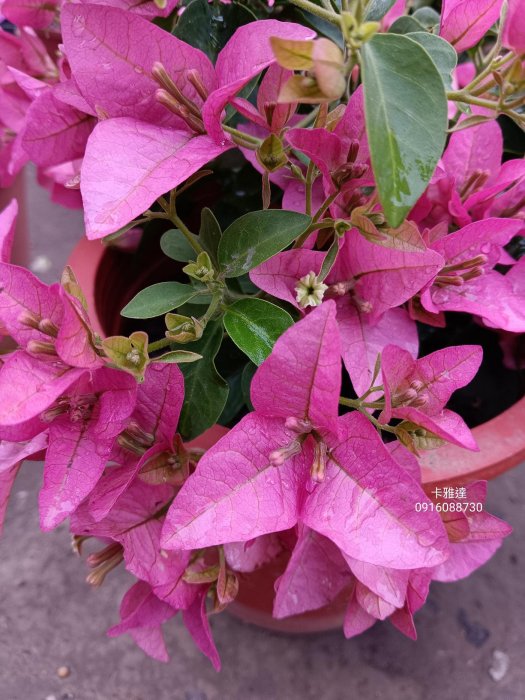 卡雅達 頂上花藝