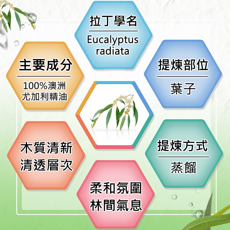 主要成分100%澳洲尤加利精油拉丁學名Eucalyptusradiata木質清新清透層次提煉部位葉子柔和氛圍林間氣息提煉方式蒸餾