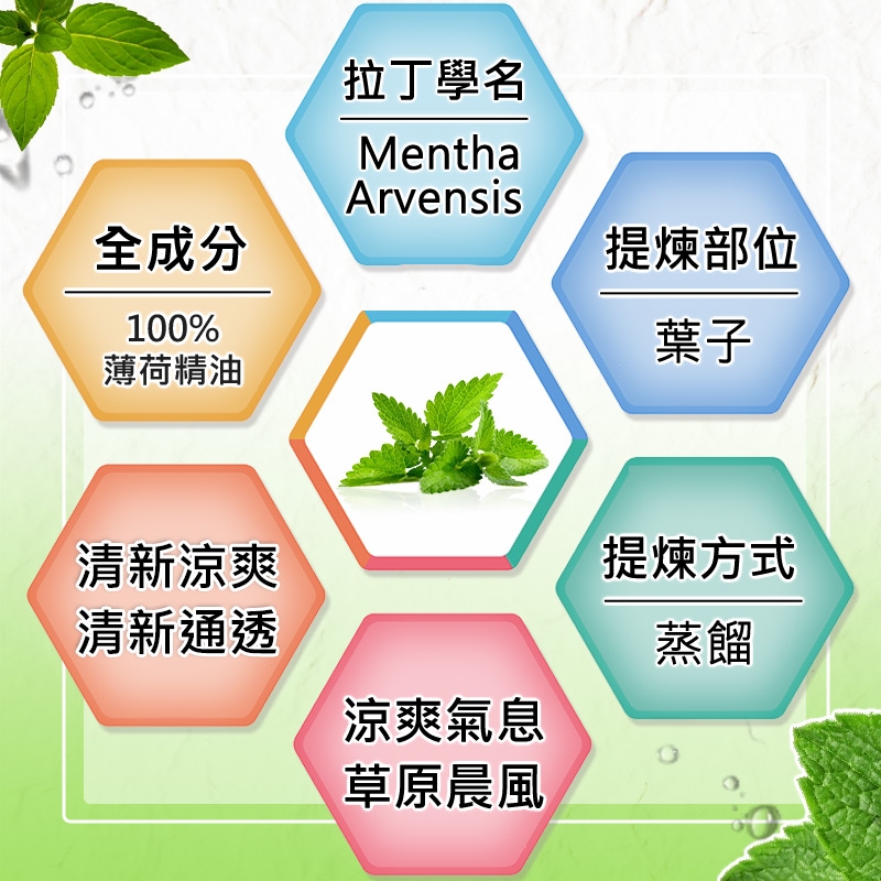 全成分100%薄荷精油清新涼爽清新通透拉丁學名MenthaArvensis提煉部位葉子涼爽氣息草原晨風提煉方式蒸餾