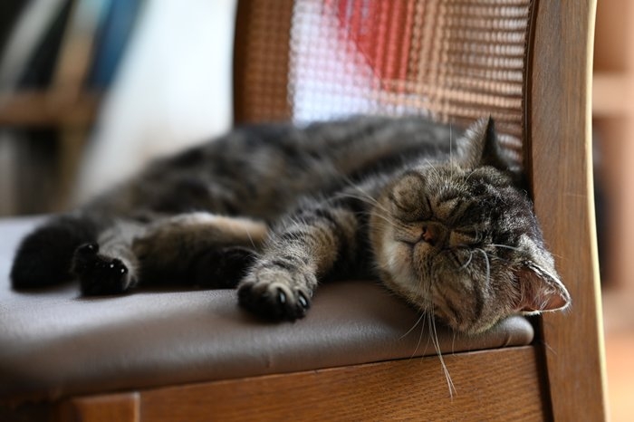 Nikon尼康 Z6 II - 詳情23