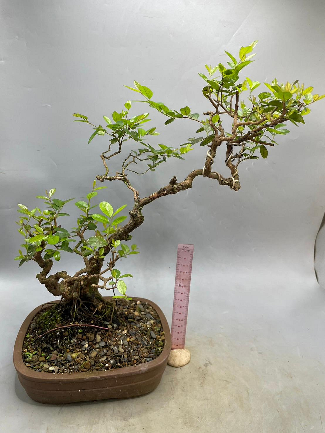 陶樹坊】山採雀梅(文人樹) | Yahoo拍賣