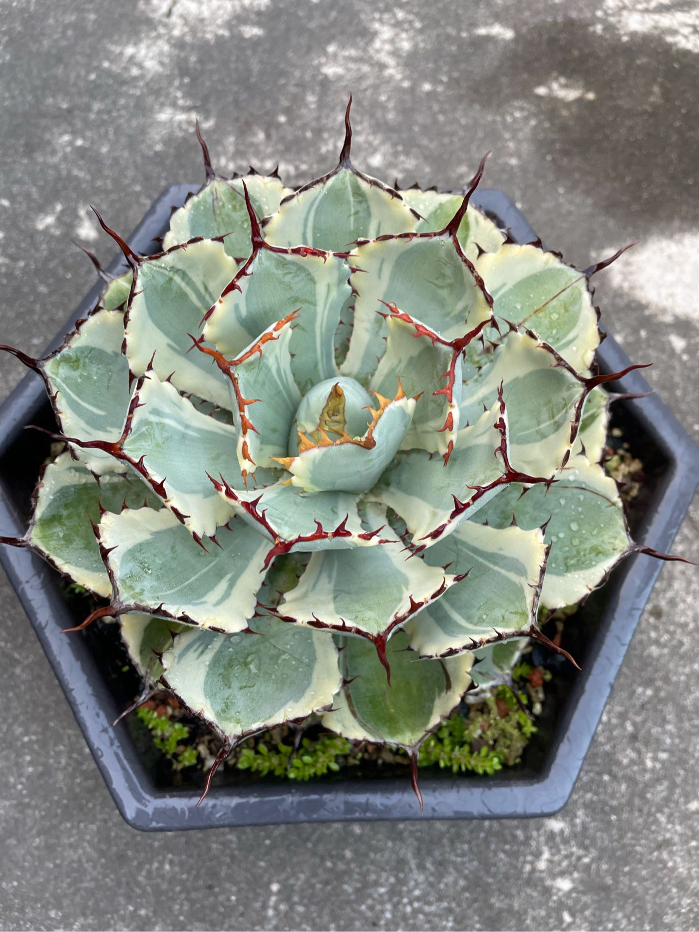 龍舌蘭多肉～吉祥冠覆輪| Yahoo拍賣