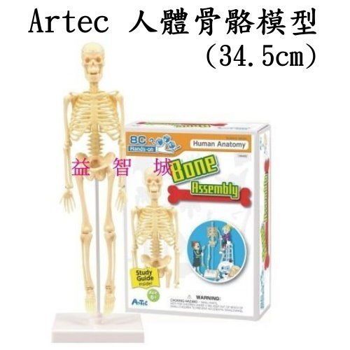 益智城新館《骨骼模型/教學模型/人體模型/骨模型/骨架/人骨模型
