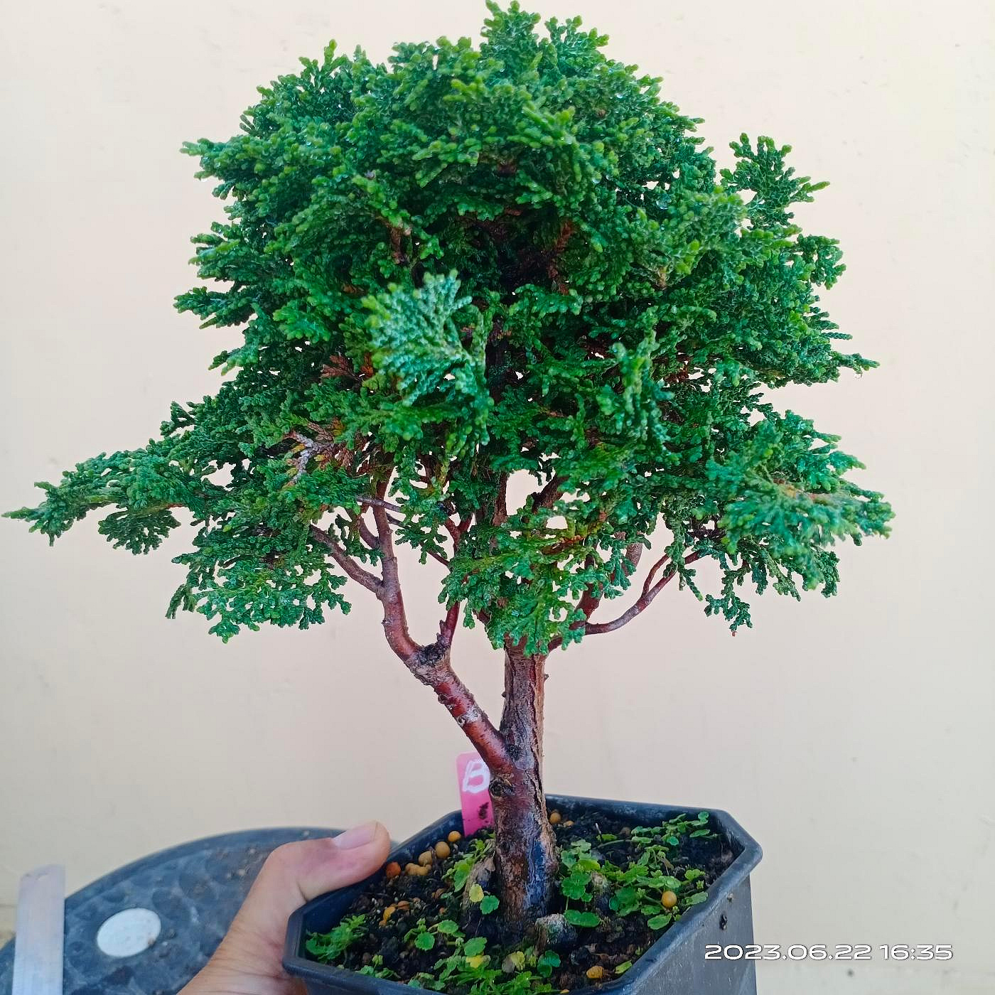 【自然樹】杉盆栽‼️直幹　樹高1m 盆栽 自然樹】杉盆栽‼️直幹 樹高1m 盆栽