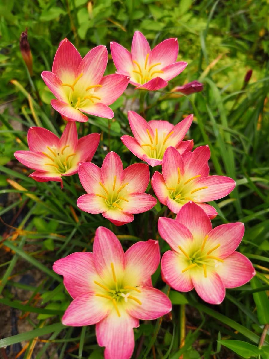 花 c7154da1-cf4a-4c77-b844-