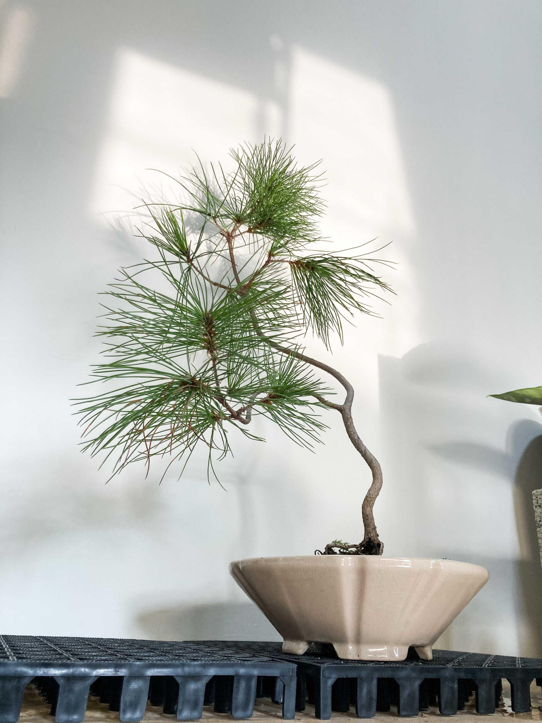 五葉松　文人　盆栽 溫栽｡weplant∥五葉松文人樹型觀葉塊根植物陶瓷盆器擺飾居家綠化畢業