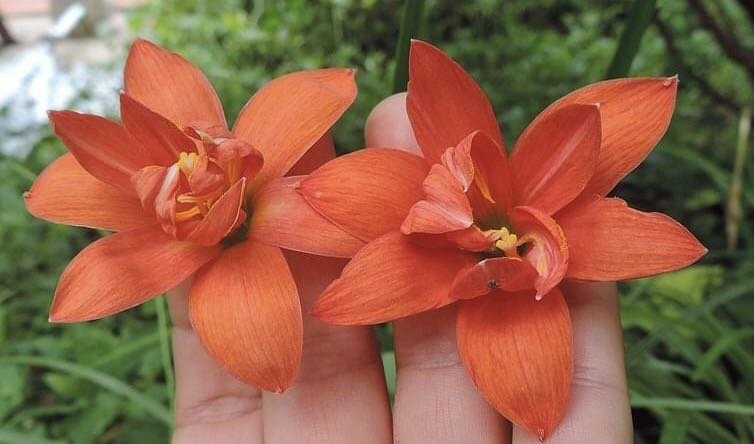 ✨花水木✨✕2 楽天市場】伊予水木 日向水木 姫水木 115～80cm 1～5本 枝もの