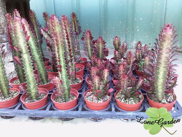 朱泥 朱塗り 遊雲鳳凰刻 四足 龍雲刻 花台 香台 盆栽台 高台 約H30㎝弱 阿贊歐查佛曆2567年大法會加持狐仙招人緣招財香水– 冠泰佛Champ Thai