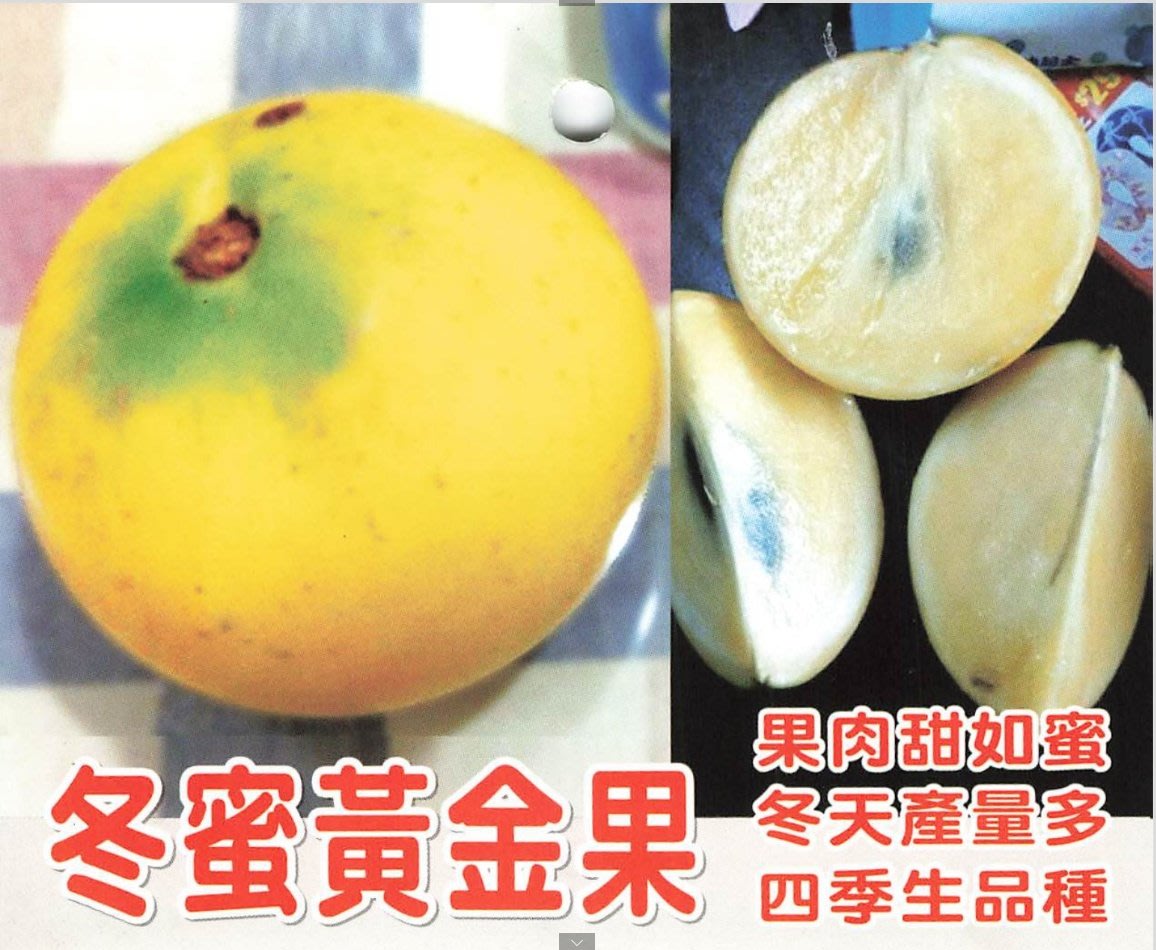 冬蜜黃金果✓矮化嫁接盆栽✓超耐寒品種北北基可種黃金果黃金果苗樹苗果苗矮化果樹矮生盆栽矮化盆栽水果苗|