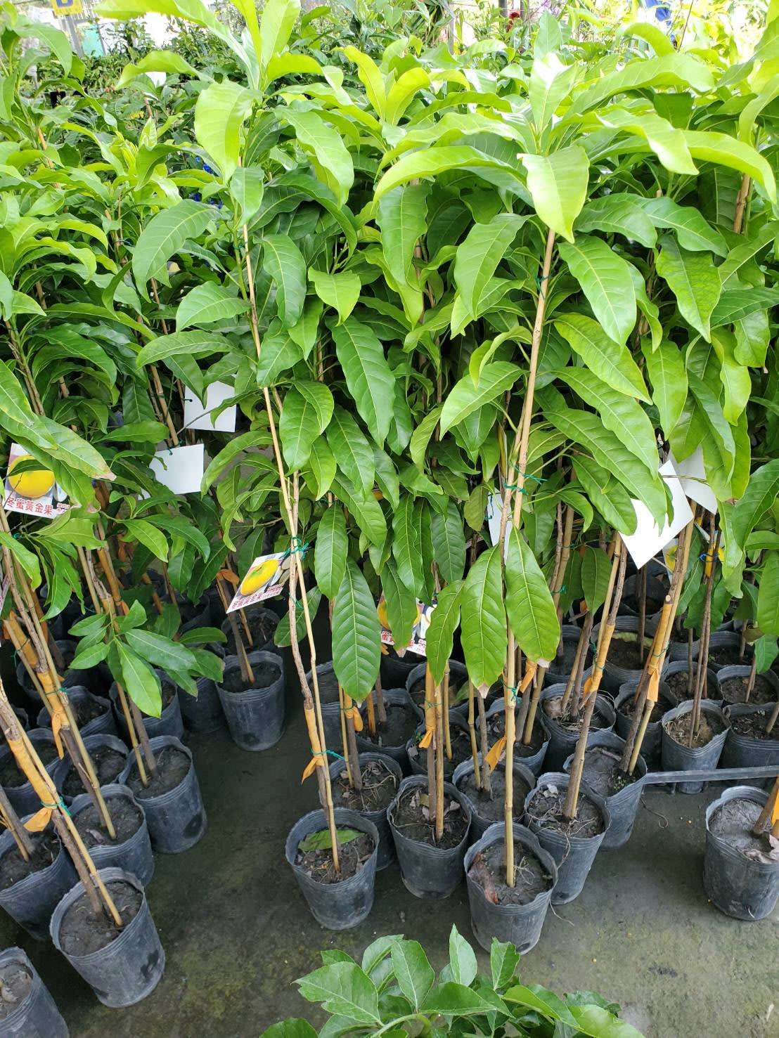 冬蜜黃金果✓矮化嫁接盆栽✓超耐寒品種北北基可種黃金果黃金果苗樹苗果苗矮化果樹矮生盆栽矮化盆栽水果苗|