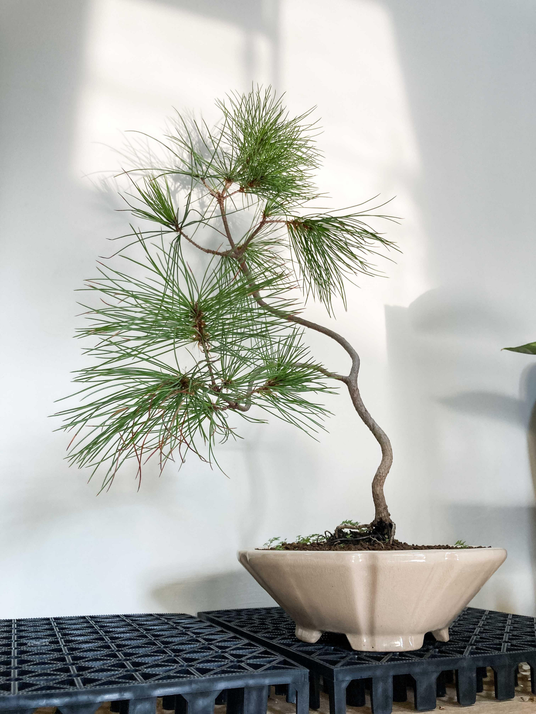溫栽｡weplant∥五葉松文人樹型觀葉塊根植物陶瓷盆器擺飾居家綠化畢業