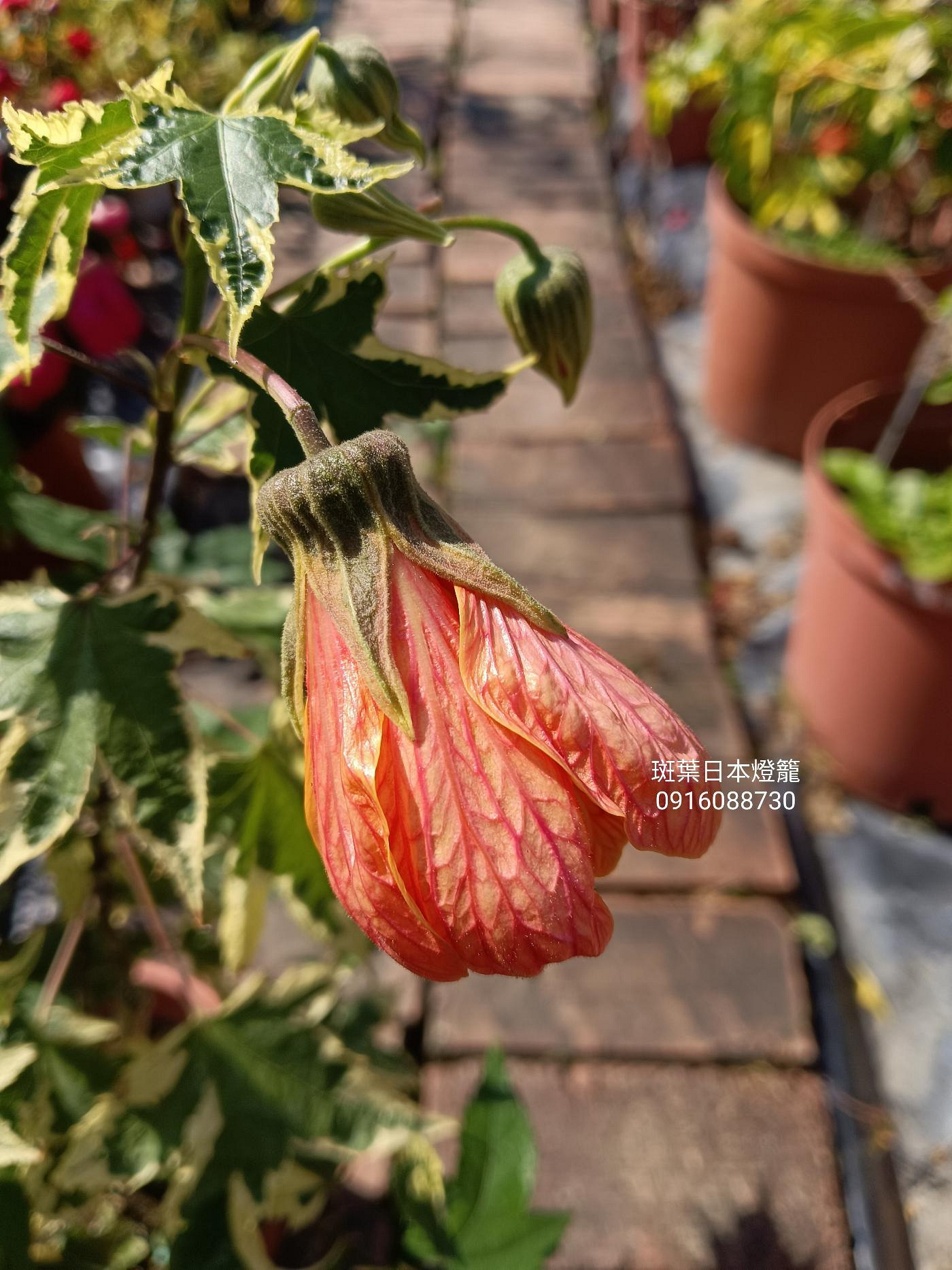 斑葉日本燈籠 頂上花藝