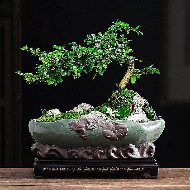 福建茶盆景盆大口徑紫砂桌面老樁綠植盆栽長方形室內小擺件帶托盤