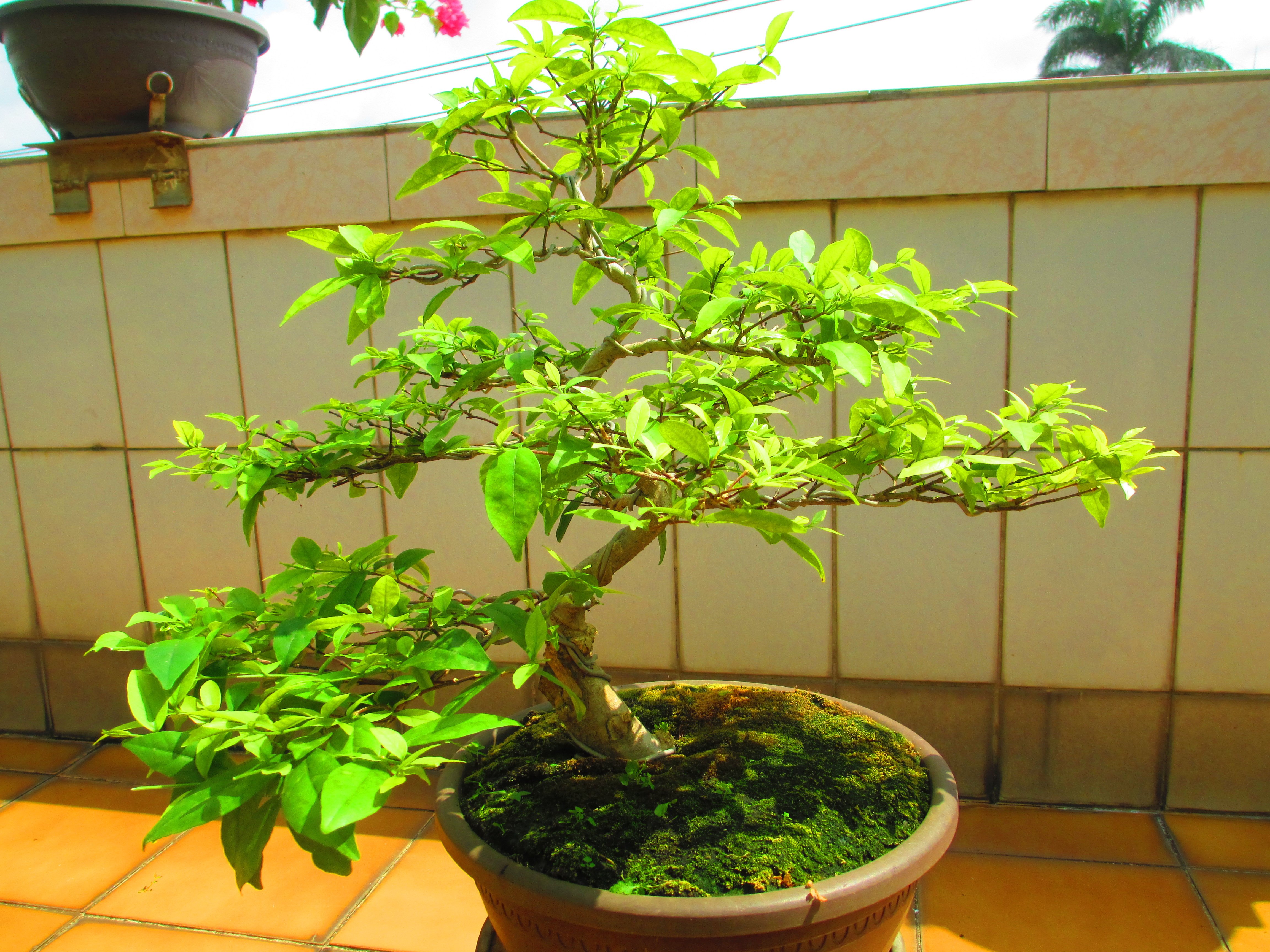 九重　盆栽 Yahoo!オークション -「五葉松 九重」の落札相場・落札価格