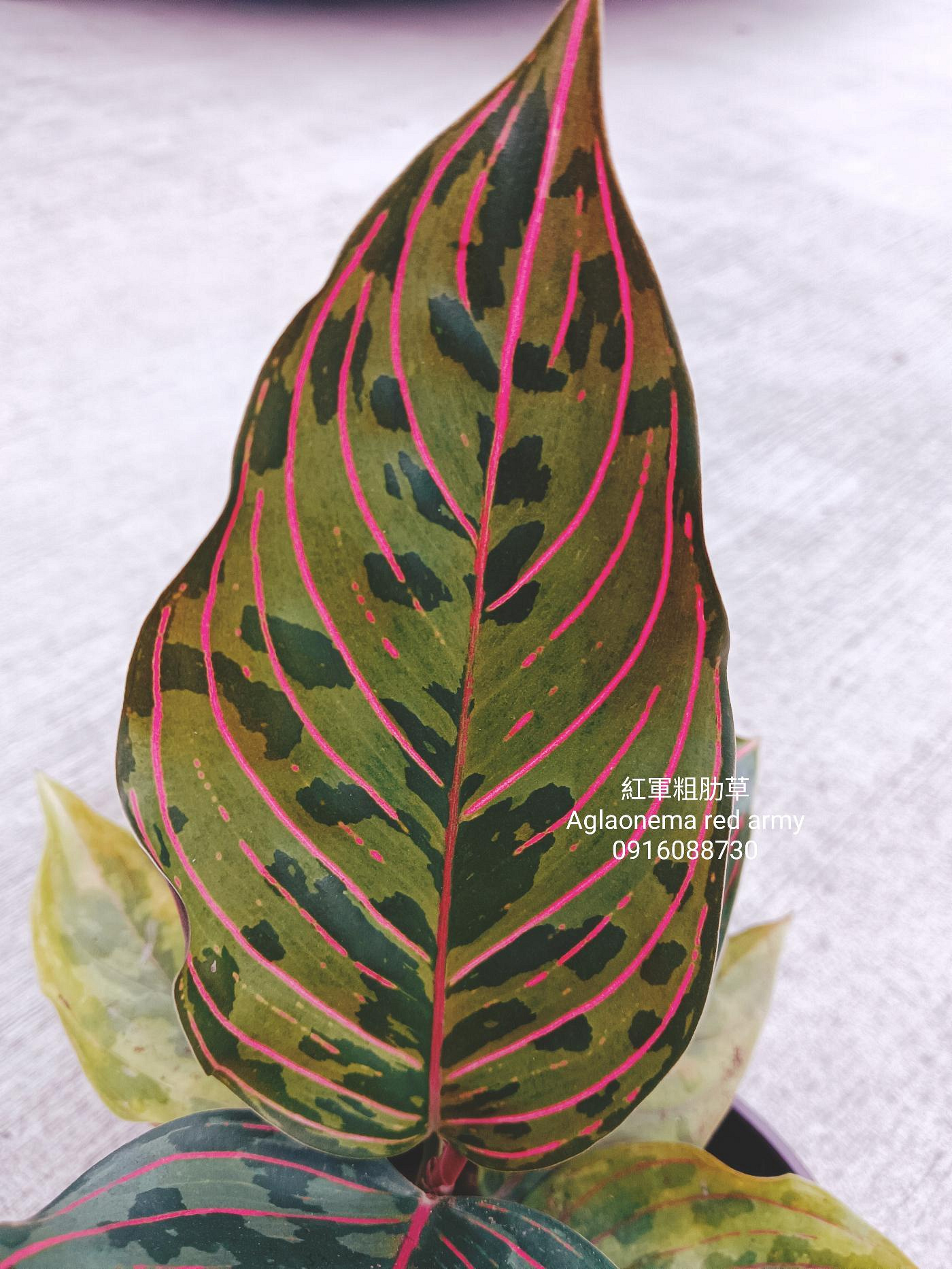 indoor plant hanger Leather Plant Hanger