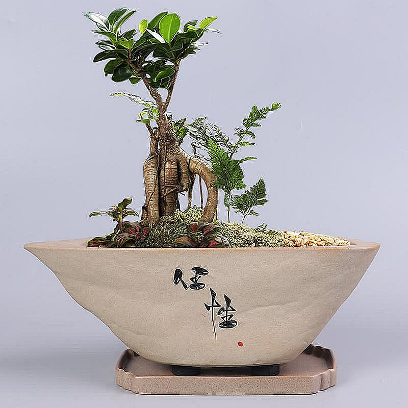 創意文竹盆栽大號辦公室發財樹綠植花卉盆景盆帶托盤粗陶仿石擺件