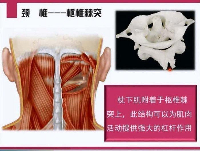 李哲解剖教学资料原始资料图片第7