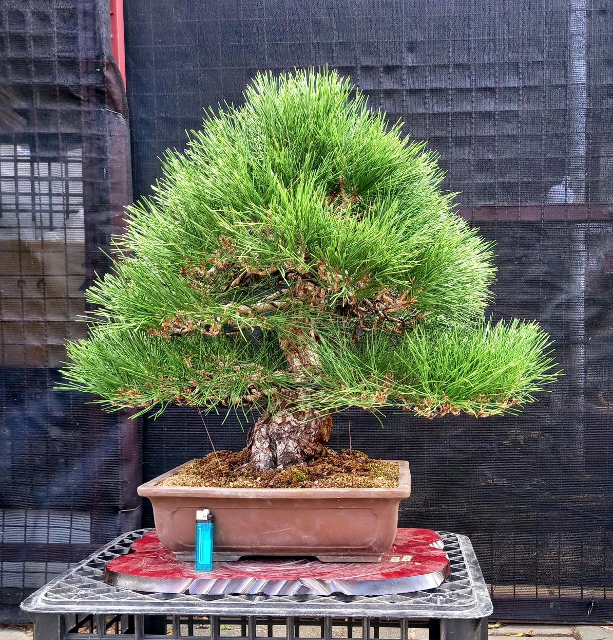 此盆已售出）精緻日本黑松～樹高含盆70cm 寬幅65cm 樹頭幹徑12公分～精