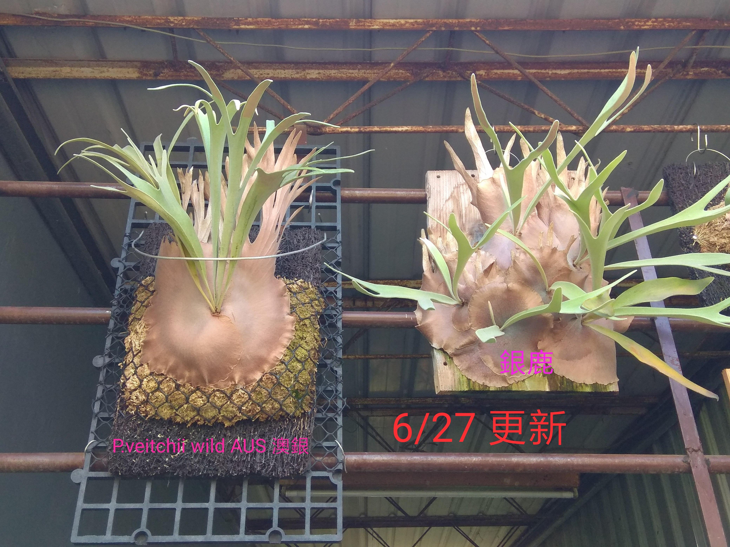 【希少品種】P.veitchii wild Aus#2（OC） P. veitchii “wild AUS high finger” 尖刺冠野銀這款歷久彌新的